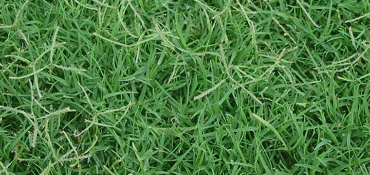 bermuda grass